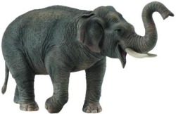 Азиатский слон, XL